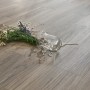 Luxury Vinyl Tile Arbiton Woodric Eir Lincoln Oak