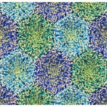 Forbo Flotex by Mac Stopa Blue Anemone 360001F