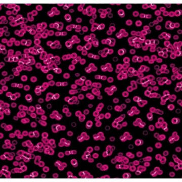 Forbo Flotex Sottsass Bacteria 990101