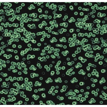 Forbo Flotex Sottsass Bacteria 990102