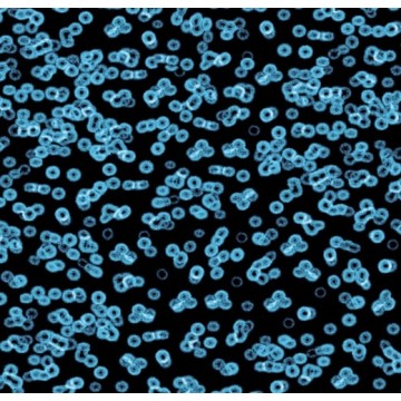 Forbo Flotex Sottsass Bacteria 990105