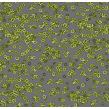 Forbo Flotex Sottsass Bacteria 990302