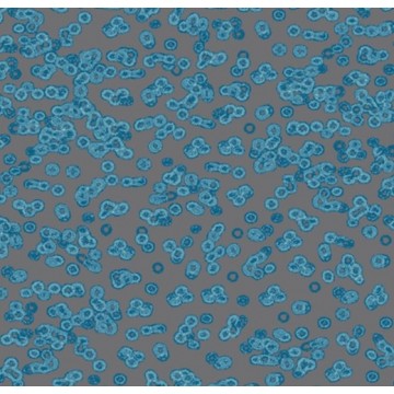Forbo Flotex Sottsass Bacteria 990303