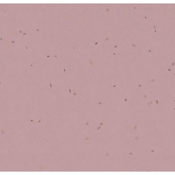 Sphera Energetic 50266 Wisteria